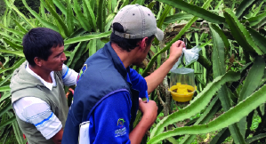[Fundación Mango del Ecuador] CURSO DE AUTORIZACIÓN PARA MONITOREADORES DE MOSCAS DE LA FRUTA